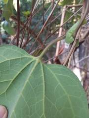 Aristolochia trilobata