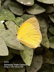 Pyrisitia dina