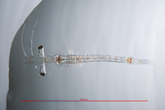 Alienacanthomysis macropsis