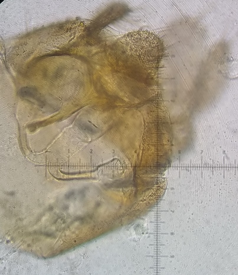 Lutzomyia dysponeta