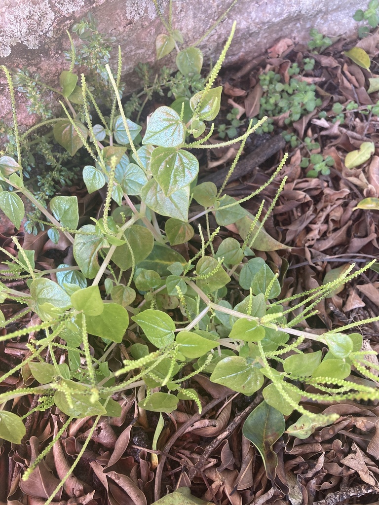 Peperomia pellucida, S Hollybrook Dr, Pembroke Pines, FL, US