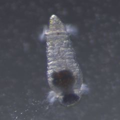 Capitella capitata