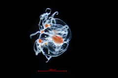 Rathkea octopunctata