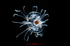 Rathkea octopunctata