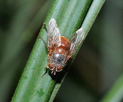 Calliphora nigrithorax