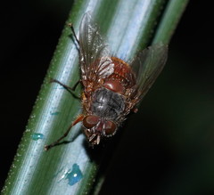 Calliphora nigrithorax