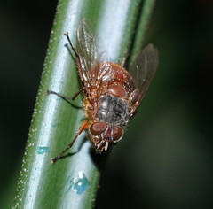 Calliphora nigrithorax