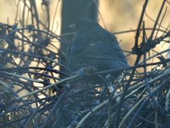 Turdus merula