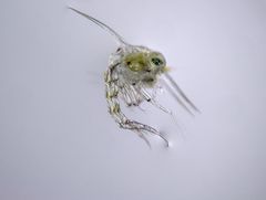 Lophopanopeus bellus