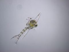 Lophopanopeus bellus