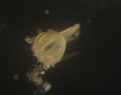 Lagena paucistriata