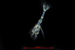 Heptacarpus stimpsoni