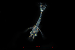 Heptacarpus stimpsoni