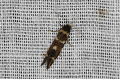 Lepidoscia glabrella