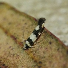 Macrobathra euryleuca