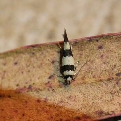 Macrobathra euryleuca