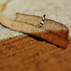 Macrobathra euryleuca