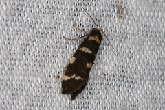 Lepidoscia glabrella
