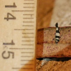 Macrobathra euryleuca