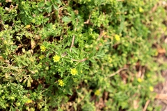 Potentilla supina