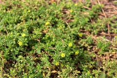 Potentilla supina