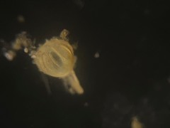 Lagena paucistriata
