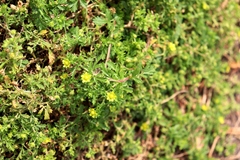 Potentilla supina