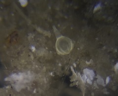 Lagena paucistriata