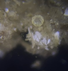 Lagena paucistriata