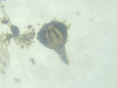 Lagena paucistriata