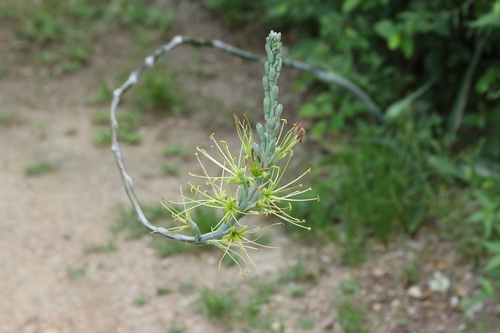 Image of Manfreda variegata by (c) Juan Chavez, some rights reserved (CC BY)