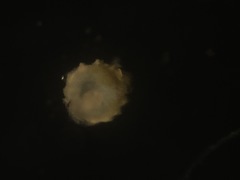 Lagena paucistriata