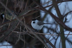 Poecile palustris