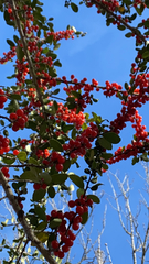 Ilex vomitoria image