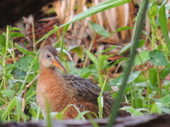 Rallus tenuirostris