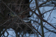 Poecile palustris