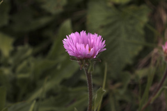 Erigeron caucasicus venustus
