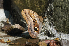 Caligo illioneus
