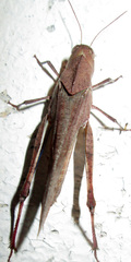 Humbe tenuicornis