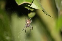 Araneus venatrix