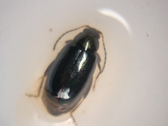Phyllotreta pusilla