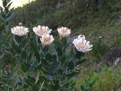 Protea lacticolor
