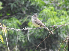 Myiarchus panamensis
