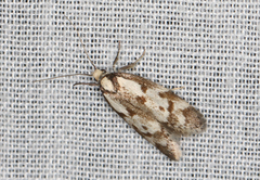 Palimmeces variegata