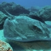 Roughtail Stingray - Photo (c) Philippe Guillaume, some rights reserved (CC BY)