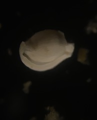 Pyrgo
