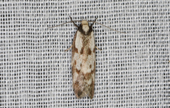 Palimmeces variegata