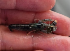 Alpheus heterochaelis