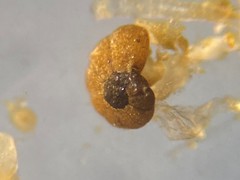 Polystomammina nitida