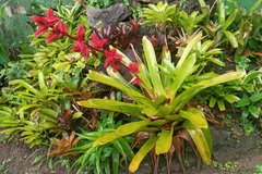 Hohenbergia